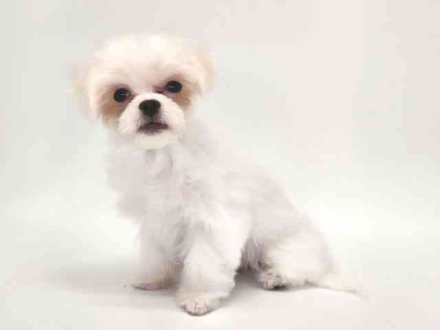 大阪府のチワマル/マルチワ(チワワ×マルチーズ) (ひごペットフレンドリー泉ヶ丘店/2025年6月14日生まれ/男の子/ホワイト)の子犬の3枚目の画像