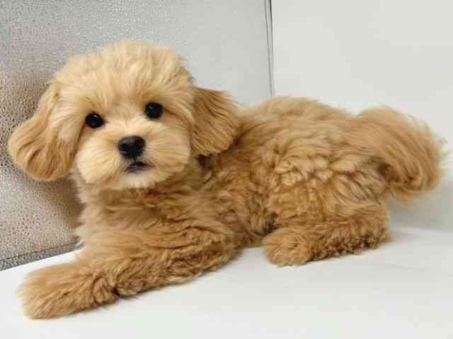 大阪府のペキプー(ペキニーズ×プードル) (ひごペットフレンドリー瓜破店/2025年6月15日生まれ/男の子/アプリコット)の子犬の3枚目の画像