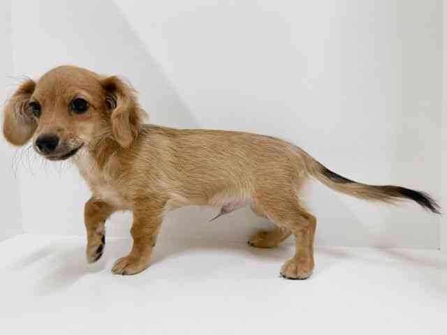 奈良県のハーフ犬・ミックス犬 (ひごペットフレンドリーイオンモール橿原ウエスト・ビレッジ店/2025年6月14日生まれ/男の子/レッド)の子犬の3枚目の画像