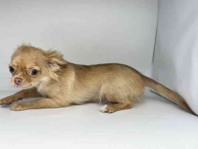 徳島県のチワワ(ロング) (ひごペットフレンドリーゆめタウン徳島店/2025年6月15日生まれ/男の子/チョコレートフォーン)の子犬の3枚目の画像