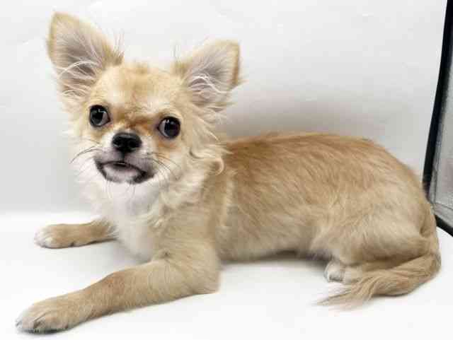 奈良県のチワワ(ロング) (ひごペットフレンドリートナリエ大和高田店/2025年6月14日生まれ/男の子/フォーン)の子犬の3枚目の画像