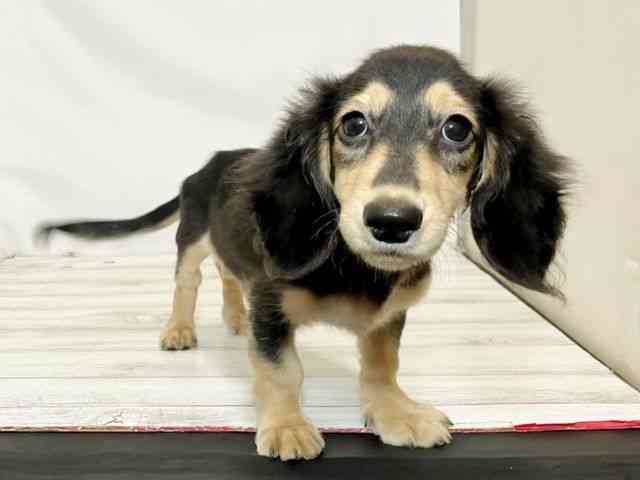 和歌山県のミニチュアダックスフンド(ロング) (ひごペットフレンドリーパームシティ和歌山店/2025年6月14日生まれ/男の子/ブラックイエロー)の子犬の3枚目の画像