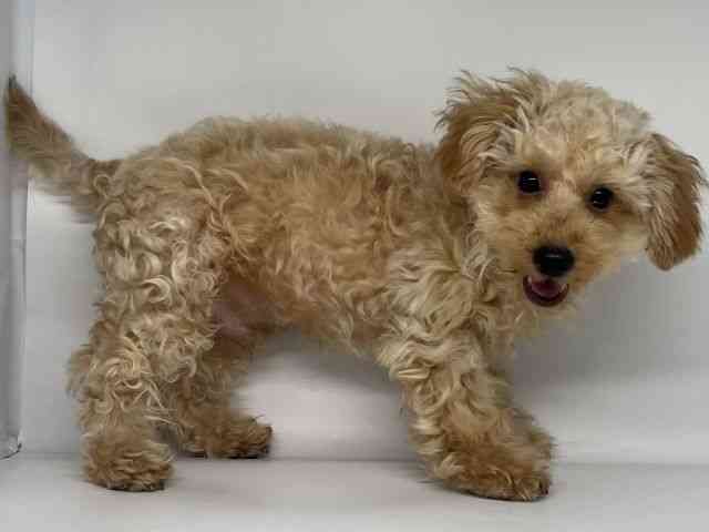 徳島県のトイプードル(トイ) (ひごペットフレンドリーゆめタウン徳島店/2025年6月8日生まれ/男の子/アプリコット)の子犬の3枚目の画像