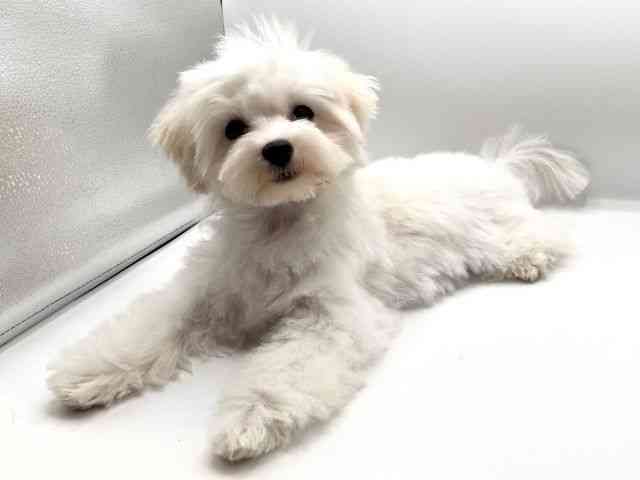 京都府のマルチーズ (ひごペットフレンドリーイオンモール高の原店/2025年6月14日生まれ/男の子/ホワイト)の子犬の3枚目の画像