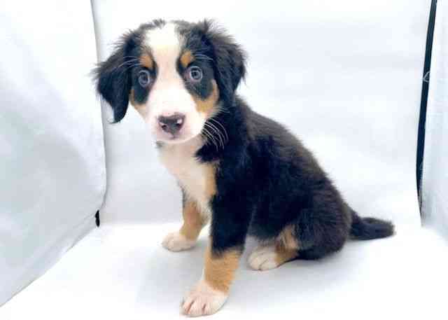 島根県のバーニーズマウンテンドッグ (ひごペットフレンドリーイオン松江ショッピングセンター店/2025年6月16日生まれ/女の子/ブラックラストホワイト)の子犬の3枚目の画像