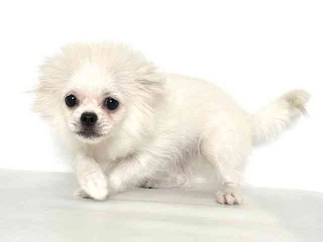 大阪府のハーフ犬・ミックス犬 (ひごペットフレンドリーアクロスプラザ住之江店/2025年6月15日生まれ/女の子/クリーム)の子犬の3枚目の画像