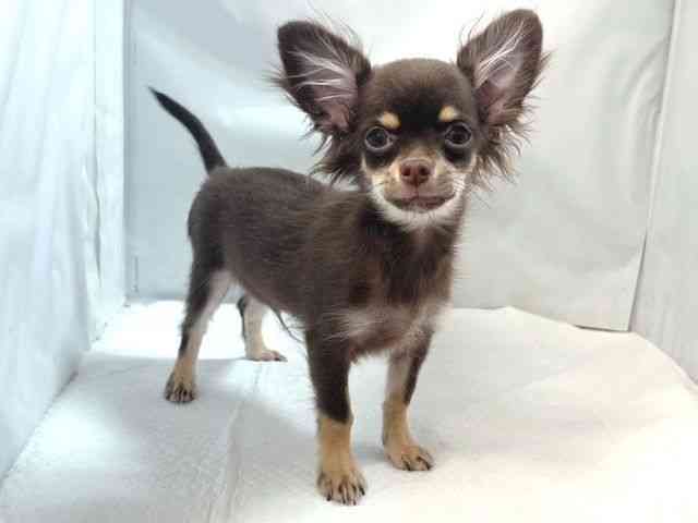 大阪府のチワワ(ロング) (ひごペットフレンドリー堺プラットプラット店/2025年6月16日生まれ/男の子/チョコレートタンホワイト)の子犬の3枚目の画像