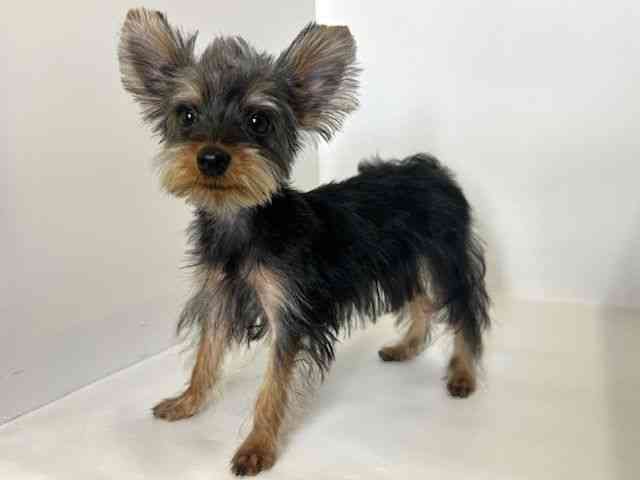 大阪府のヨークシャーテリア (ひごペットフレンドリーアクロスプラザ住之江店/2025年6月12日生まれ/男の子/スチールブルータン)の子犬の3枚目の画像