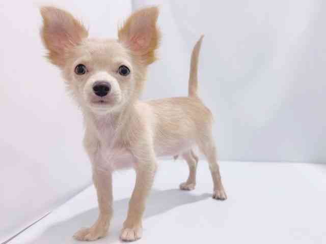 大阪府のチワワ(ロング) (ひごペットフレンドリーイズミヤショッピングセンター千里丘店/2025年6月17日生まれ/男の子/クリーム)の子犬の3枚目の画像