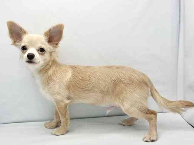 大阪府のチワワ(ロング) (ひごペットフレンドリーイトーヨーカドー津久野店/2025年6月17日生まれ/男の子/クリーム)の子犬の3枚目の画像