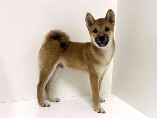 愛知県の柴犬(標準サイズ) (ひごペットフレンドリーイトーヨーカドー知多店/2025年6月18日生まれ/男の子/赤)の子犬の3枚目の画像