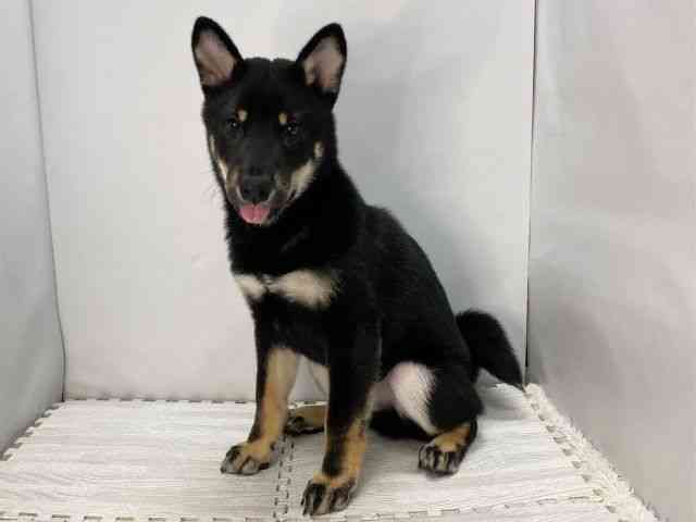 島根県の柴犬(標準サイズ) (ひごペットフレンドリーイオンモール出雲店/2025年6月18日生まれ/男の子/黒)の子犬の3枚目の画像