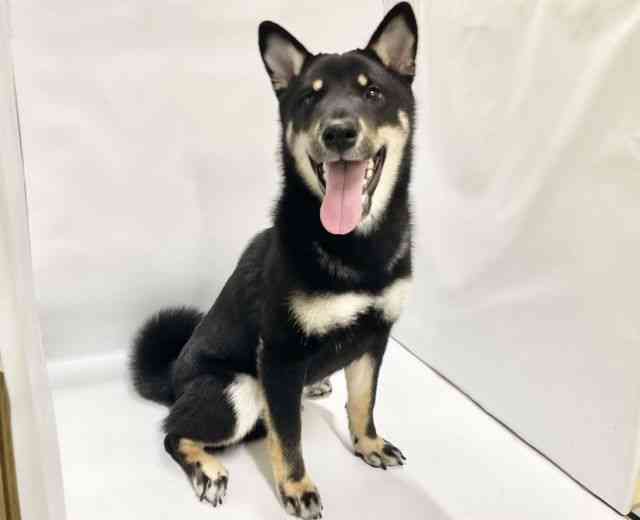 高知県の柴犬(標準サイズ) (ひごペットフレンドリーイオンモール高知店/2025年6月18日生まれ/男の子/黒)の子犬の3枚目の画像