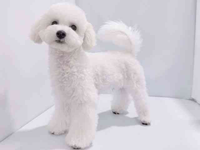 大阪府のハーフ犬・ミックス犬 (ひごペットフレンドリーくずはモール店/2025年6月17日生まれ/男の子/ホワイト)の子犬の3枚目の画像