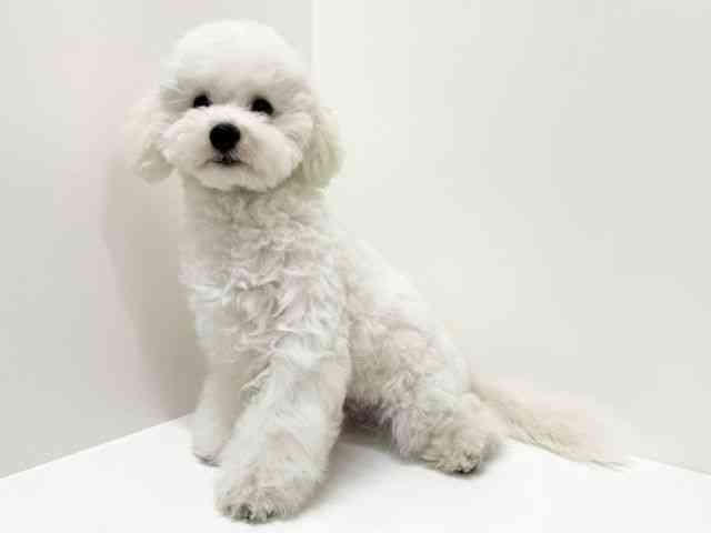 大阪府のビションプー(ビションフリーゼ×プードル) (ひごペットフレンドリーくずはモール店/2025年6月17日生まれ/男の子/ホワイト)の子犬の3枚目の画像