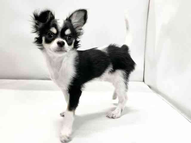 愛媛県のチワワ(ロング) (ひごペットフレンドリーイオンモール今治新都市店/2025年6月21日生まれ/女の子/ブラックタンホワイト)の子犬の3枚目の画像