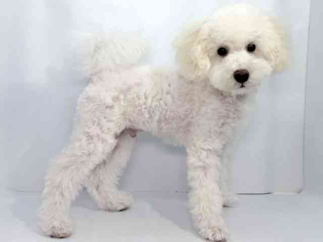大阪府のトイプードル(トイ) (ひごペットフレンドリーイオンそよら海老江店/2025年6月22日生まれ/男の子/ホワイト)の子犬の3枚目の画像