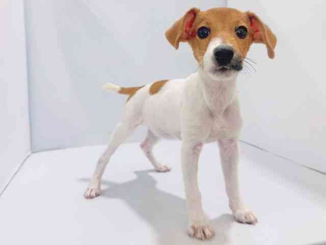 大阪府のジャックラッセルテリア (ひごペットフレンドリーイズミヤショッピングセンター千里丘店/2025年6月22日生まれ/女の子/ホワイトタン)の子犬の3枚目の画像
