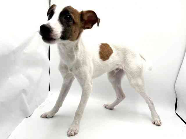 大阪府のジャックラッセルテリア (ひごペットフレンドリーみのおキューズモール店/2025年6月22日生まれ/男の子/ホワイトタン)の子犬の3枚目の画像