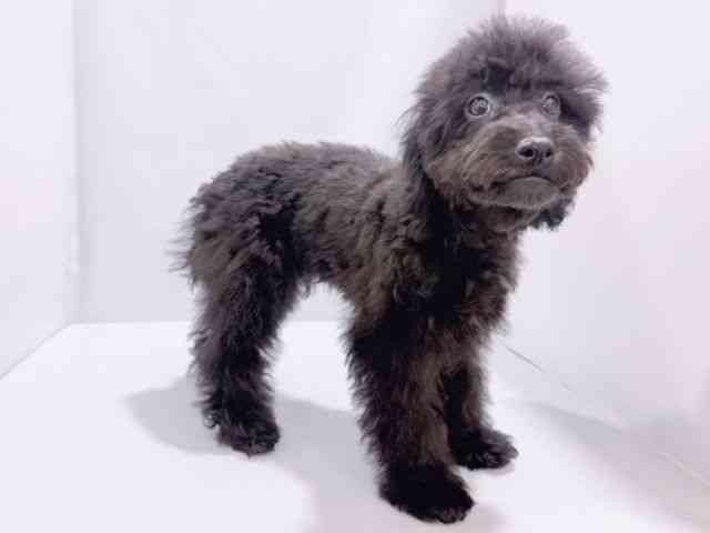 大阪府のトイプードル(トイ) (ひごペットフレンドリーイズミヤショッピングセンター千里丘店/2025年6月22日生まれ/男の子/ブラック)の子犬の3枚目の画像