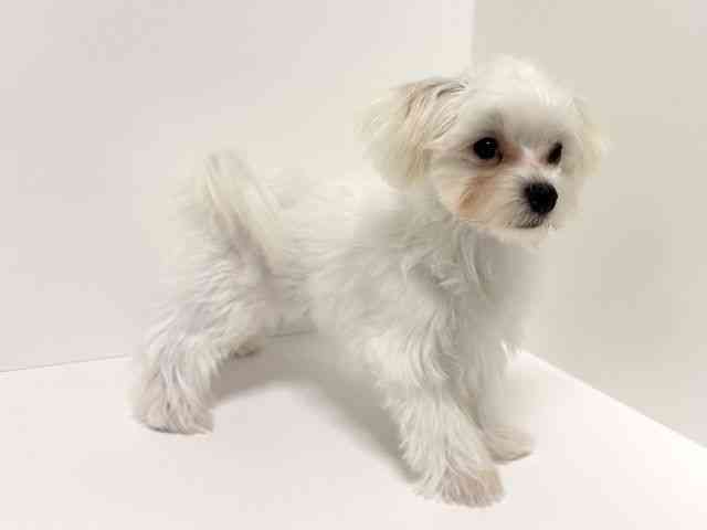 愛知県のマルチーズ (ひごペットフレンドリーイトーヨーカドー知多店/2025年6月22日生まれ/男の子/ホワイト)の子犬の3枚目の画像