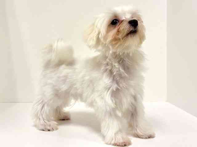 愛知県のマルチーズ (ひごペットフレンドリーイトーヨーカドー知多店/2025年6月22日生まれ/男の子/ホワイト)の子犬の3枚目の画像