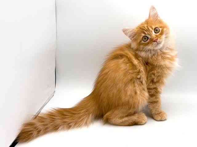 奈良県のサイベリアン (ひごペットフレンドリー田原本店/2025年6月21日生まれ/男の子/レッドタビーホワイト)の子猫の3枚目の画像