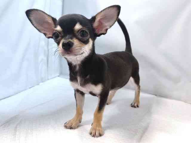 大阪府のチワワ(スムース) (ひごペットフレンドリー堺プラットプラット店/2025年6月16日生まれ/男の子/ブラックタン)の子犬の3枚目の画像