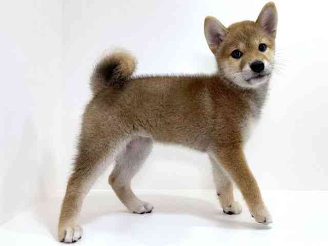 大阪府の柴犬(標準サイズ) (ひごペットフレンドリーイオンそよら海老江店/2025年6月21日生まれ/女の子/赤)の子犬の3枚目の画像