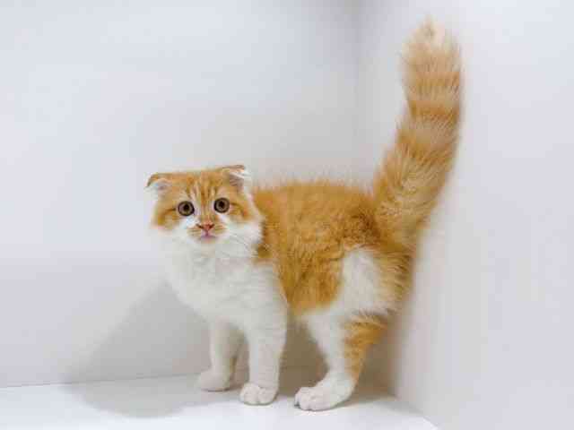 高知県のスコティッシュフォールド (ひごペットフレンドリーイオンモール高知店/2025年6月21日生まれ/男の子/レッドタビーホワイト)の子猫の3枚目の画像