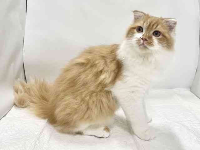 高知県のスコティッシュフォールド (ひごペットフレンドリーイオンモール高知店/2025年6月21日生まれ/男の子/レッドタビーホワイト)の子猫の3枚目の画像