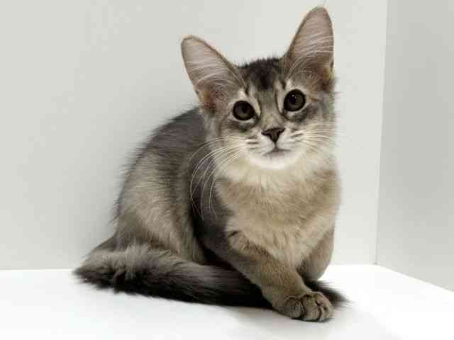 愛知県のソマリ (ひごペットフレンドリーららぽーと名古屋みなとアクルス店/2025年6月20日生まれ/女の子/ブルー)の子猫の3枚目の画像