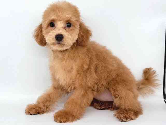 大阪府のトイプードル(トイ) (ひごペットフレンドリー瓜破店/2025年6月21日生まれ/女の子/レッド)の子犬の3枚目の画像