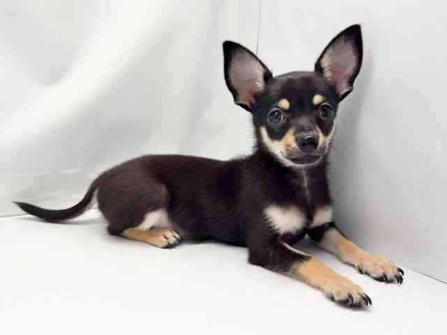 京都府のハーフ犬・ミックス犬 (ひごペットフレンドリー洛北阪急スクエア店/2025年6月21日生まれ/男の子/ブラックタンホワイト)の子犬の3枚目の画像