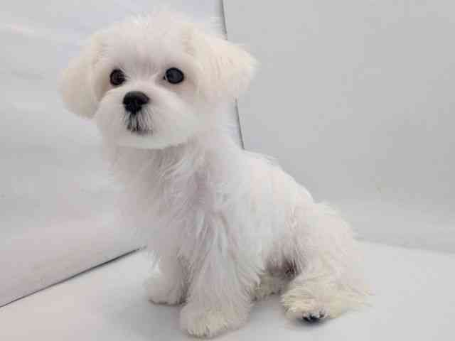 京都府のマルチーズ (ひごペットフレンドリー京都店/2025年6月19日生まれ/女の子/ホワイト)の子犬の3枚目の画像