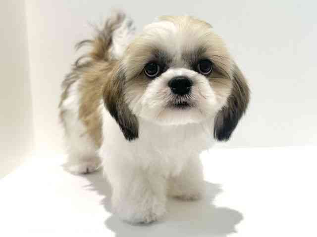 大阪府のシーズー (ひごペットフレンドリーイオン高槻店/2025年6月21日生まれ/女の子/ゴールドホワイト)の子犬の3枚目の画像