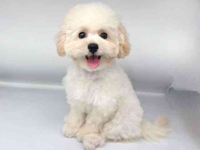 大阪府のトイプードル(トイ) (ひごペットフレンドリー岸和田店/2025年6月22日生まれ/女の子/クリーム)の子犬の3枚目の画像