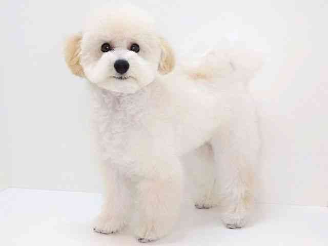 大阪府のトイプードル(トイ) (ひごペットフレンドリーいこらもーる泉佐野店/2025年6月22日生まれ/男の子/クリーム)の子犬の3枚目の画像