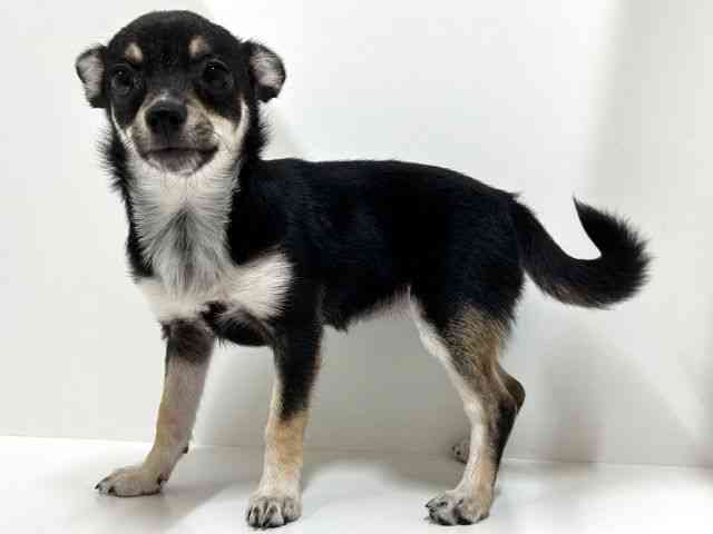 奈良県のポメチワ/チワポメ/ポメチー(ポメラニアン×チワワ) (ひごペットフレンドリーイオンモール橿原ウエスト・ビレッジ店/2025年6月21日生まれ/女の子/ブラックタンホワイト)の子犬の3枚目の画像