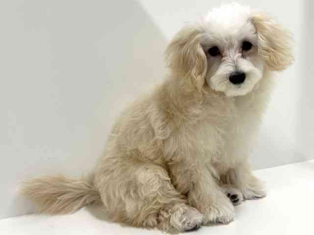 奈良県のハーフ犬・ミックス犬 (ひごペットフレンドリーイオンモール橿原ウエスト・ビレッジ店/2025年6月22日生まれ/女の子/クリーム)の子犬の3枚目の画像