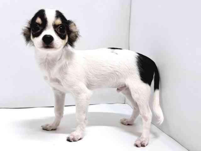 奈良県のチワワ(ロング) (ひごペットフレンドリー奈良パワーシティ店/2025年6月20日生まれ/男の子/ブラックタンホワイト)の子犬の3枚目の画像