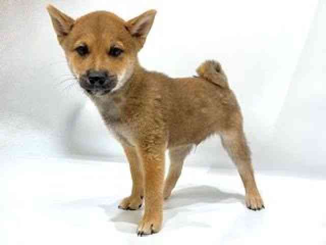 愛知県の柴犬(標準サイズ) (ひごペットフレンドリーヴィアモール アピタ江南西店/2025年6月21日生まれ/男の子/赤)の子犬の3枚目の画像