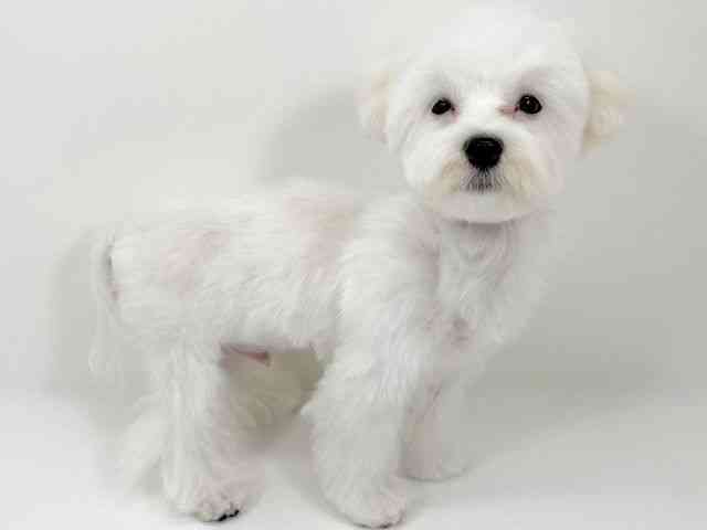 京都府のマルチーズ (ひごペットフレンドリーイズミヤショッピングセンター八幡店/2025年6月23日生まれ/男の子/ホワイト)の子犬の3枚目の画像