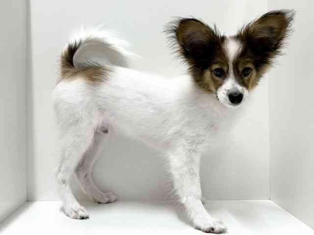 愛知県のパピヨン (ひごペットフレンドリーららぽーと名古屋みなとアクルス店/2025年6月23日生まれ/男の子/ホワイトブラウン)の子犬の3枚目の画像