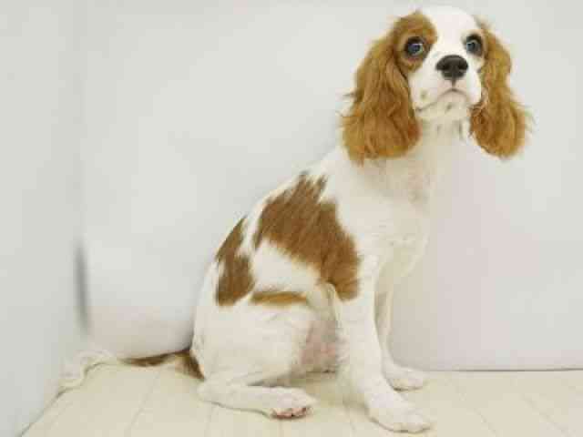 福岡県のキャバリアキングチャールズスパニエル (ひごペットフレンドリーゆめタウン筑紫野店/2025年6月22日生まれ/男の子/ブレンハイム)の子犬の3枚目の画像