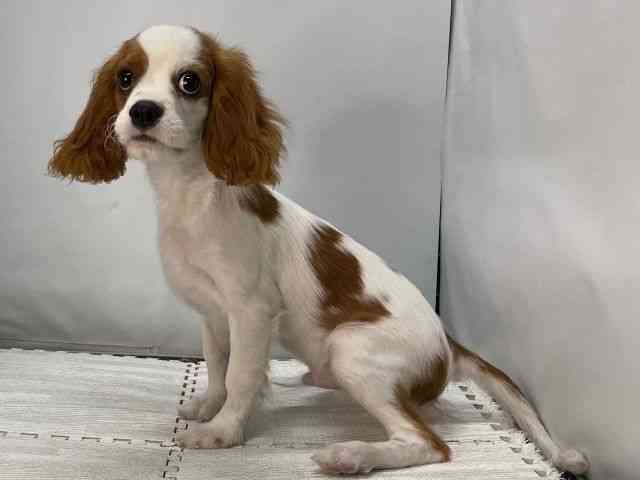 島根県のキャバリアキングチャールズスパニエル (ひごペットフレンドリーイオンモール出雲店/2025年6月22日生まれ/男の子/ブレンハイム)の子犬の3枚目の画像