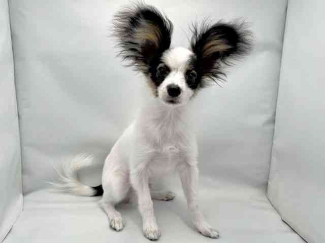 大阪府のパピヨン (ひごペットフレンドリー東淀川店/2025年6月21日生まれ/男の子/トライカラー)の子犬の3枚目の画像