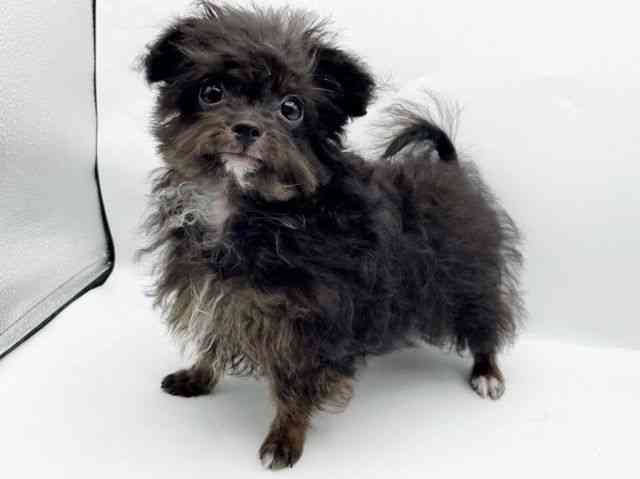 奈良県のハーフ犬・ミックス犬 (ひごペットフレンドリートナリエ大和高田店/2025年6月18日生まれ/男の子/ブラックホワイト)の子犬の3枚目の画像