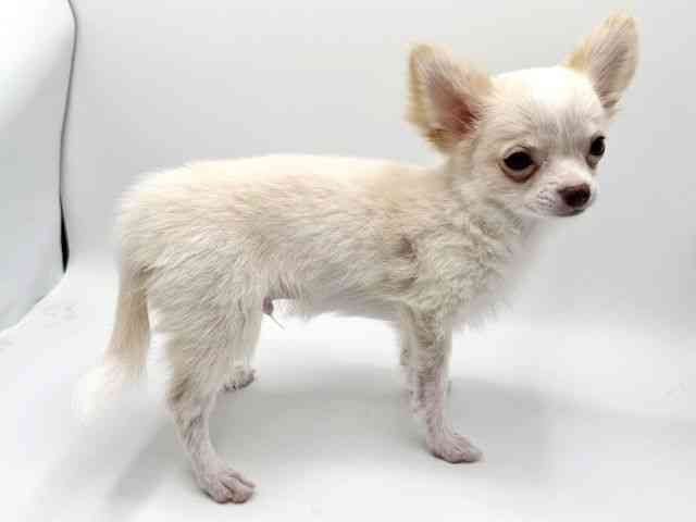 大阪府のチワワ(ロング) (ひごペットフレンドリーみのおキューズモール店/2025年6月23日生まれ/男の子/クリームホワイト)の子犬の3枚目の画像