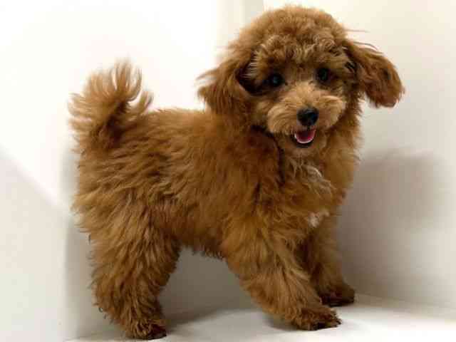 奈良県のトイプードル(トイ) (ひごペットフレンドリーイオンモール橿原ウエスト・ビレッジ店/2025年6月19日生まれ/女の子/レッド)の子犬の3枚目の画像